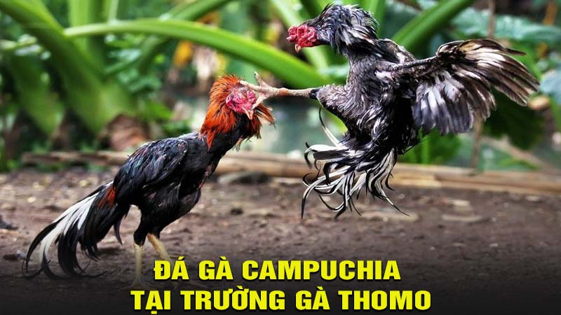 Đá gà Campuchia tại trường gà Thomo