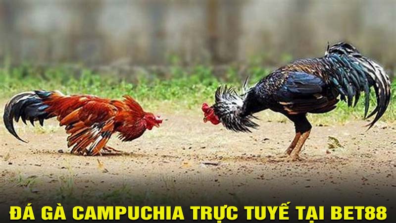 Đá gà Campuchia trực tuyế tại bet88